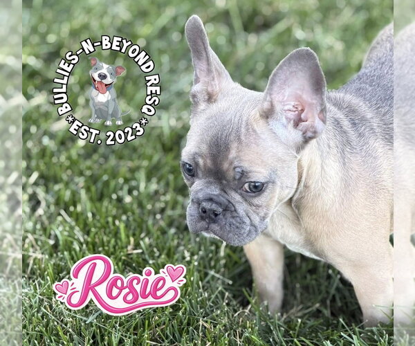 Medium Photo #3 French Bulldog Puppy For Sale in Omaha, NE, USA