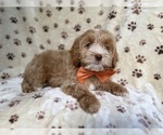Small #3 Cockapoo (Miniature)