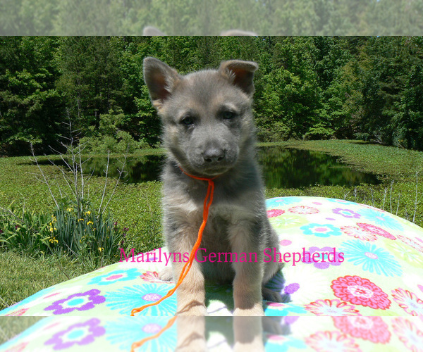 Medium Photo #2 German Shepherd Dog Puppy For Sale in PIEDMONT, MO, USA