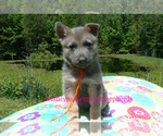 Small #1 German Shepherd Dog