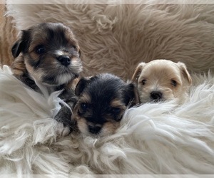 Morkie Puppy for sale in BEATTY, OR, USA
