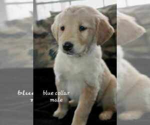 Golden Retriever Puppy for sale in WEST CONCORD, MN, USA