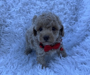 Poodle (Toy) Puppy for sale in JEFFERSONVILLE, IN, USA
