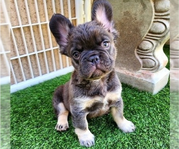 Medium Photo #17 French Bulldog Puppy For Sale in LAS VEGAS, NV, USA