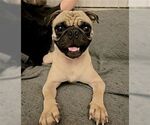 Small #2 Pug