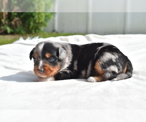 Miniature Australian Shepherd Puppy for sale in PALM COAST, FL, USA