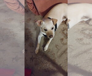 Havanese-Labrador Retriever Mix Dogs for adoption in Chandler, AZ, USA