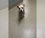 Small Chihuahua Mix