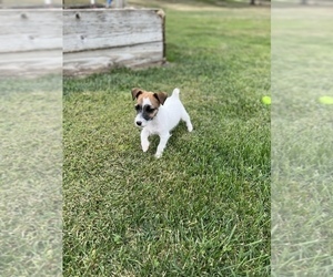 Jack Russell Terrier Puppy for sale in BELLE, MO, USA