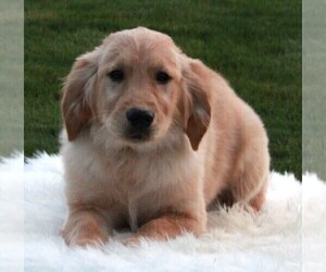 Golden Retriever Puppy for sale in FREDERICKSBURG, OH, USA