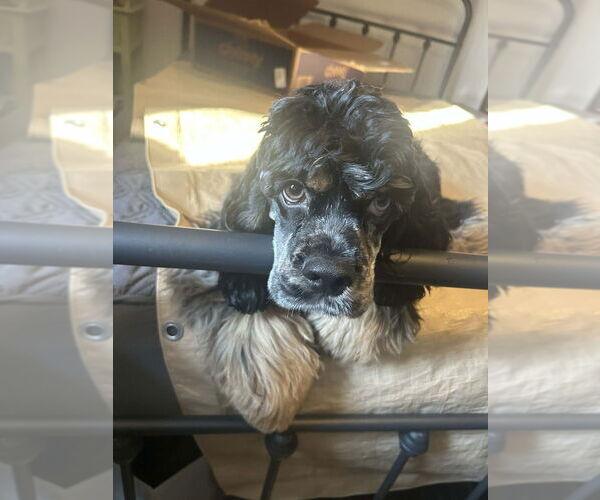 Medium Photo #4 Cocker Spaniel Puppy For Sale in Aurora, IN, USA