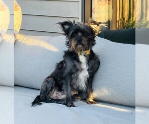 Miniature Schnauzer-Unknown Mix Dogs for adoption in Fort Wayne, IN, USA
