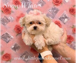 Poodle (Toy) Puppy for sale in WINNSBORO, LA, USA