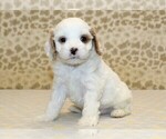 Small #3 Cavapoo