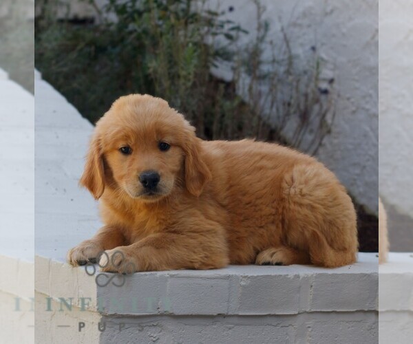 Medium Photo #3 Golden Retriever Puppy For Sale in NARVON, PA, USA