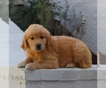 Bella - Female Golden Retriever Puppy for Sale - Photo #3