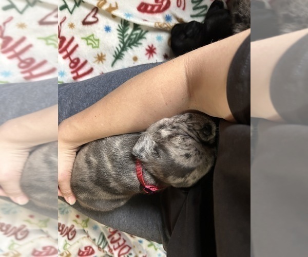 Medium Photo #9 Pug Puppy For Sale in BLOOMINGTON, IL, USA