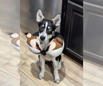 Small Siberian Husky Mix