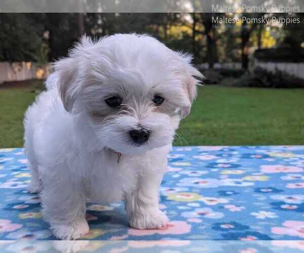 Medium Photo #5 Maltese Puppy For Sale in OCALA, FL, USA