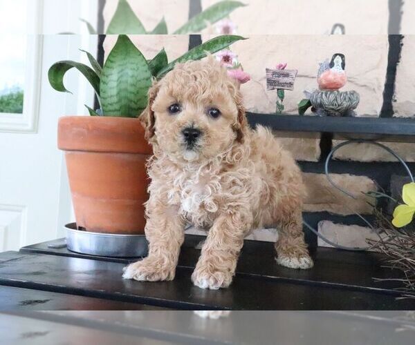 Medium Photo #2 ShihPoo Puppy For Sale in CANTON, OH, USA