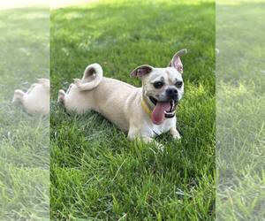 Pug-Unknown Mix Dogs for adoption in Oakhurst, NJ, USA