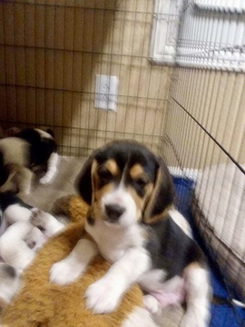 Medium Photo #1 Beagle Puppy For Sale in MESA, AZ, USA