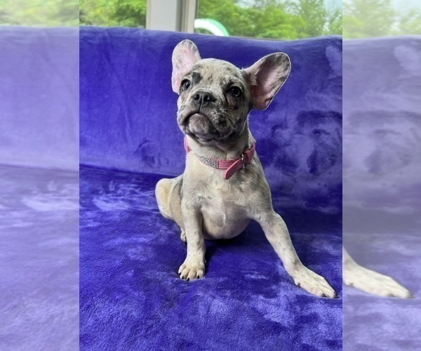 Medium Photo #10 French Bulldog Puppy For Sale in CUMMING, GA, USA