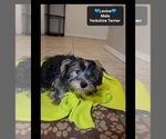 Small #2 Yorkshire Terrier