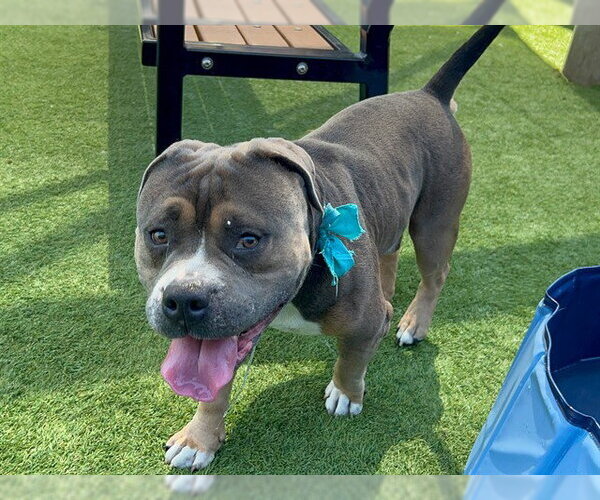 Medium Photo #1 American Bulldog-Staffordshire Bull Terrier Mix Puppy For Sale in Orange, CA, USA