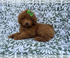Poodle (Miniature) Puppy for sale in LAKELAND, FL, USA