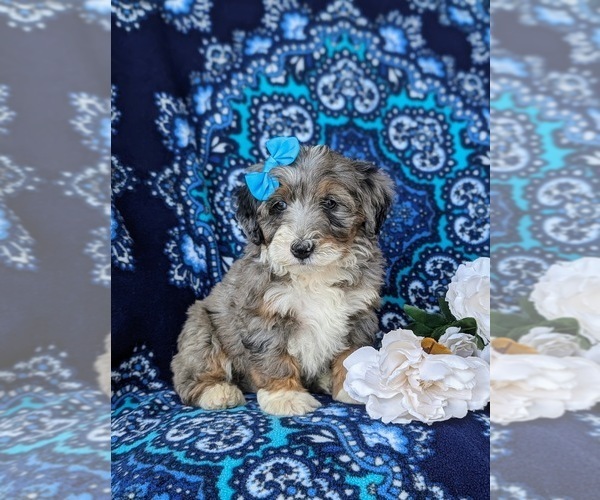 Medium Photo #4 Bernedoodle (Miniature) Puppy For Sale in OXFORD, PA, USA