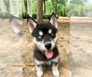 Siberian Husky Puppy for sale in POWDER SPGS, GA, USA