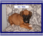 Small Photo #2 Boxer Puppy For Sale in PLATO, MO, USA