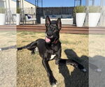 Small #3 German Shepherd Dog Mix