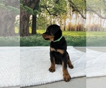 Small Photo #9 Rottweiler Puppy For Sale in MADERA, CA, USA