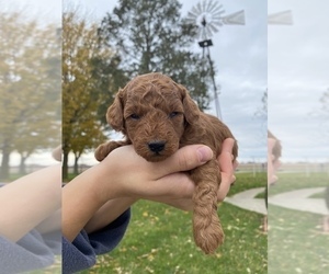 Goldendoodle (Miniature) Puppy for sale in ARCOLA, IL, USA
