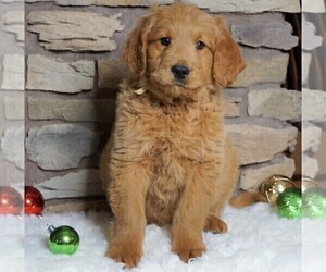 Goldendoodle-Poodle (Standard) Mix Puppy for sale in FREDERICKSBG, OH, USA