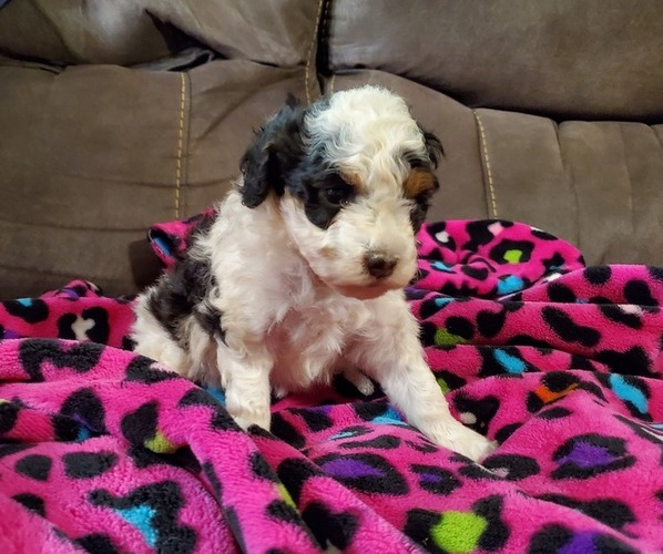 Medium Photo #7 Miniature Bernedoodle Puppy For Sale in LEETONIA, OH, USA