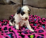 Small #6 Miniature Bernedoodle
