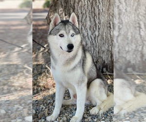 Father of the Siberian Husky puppies born on 01/04/2023