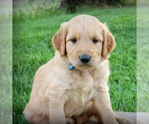 Goldendoodle-Poodle (Standard) Mix Puppy for sale in HUTCHINSON, KS, USA