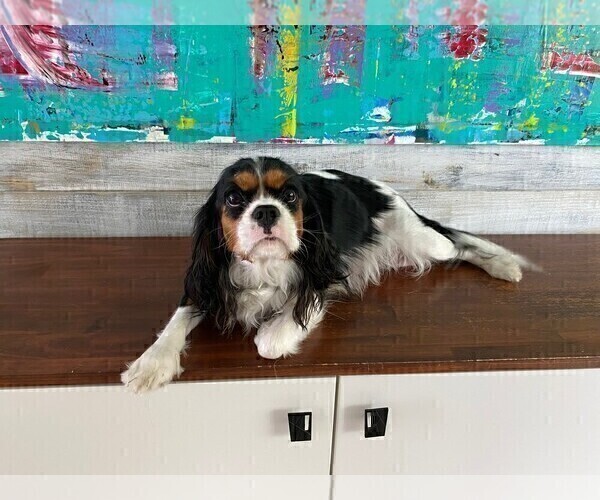 Medium Photo #1 Cavalier King Charles Spaniel Puppy For Sale in MIAMI, FL, USA