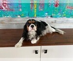 Small Photo #1 Cavalier King Charles Spaniel Puppy For Sale in MIAMI, FL, USA