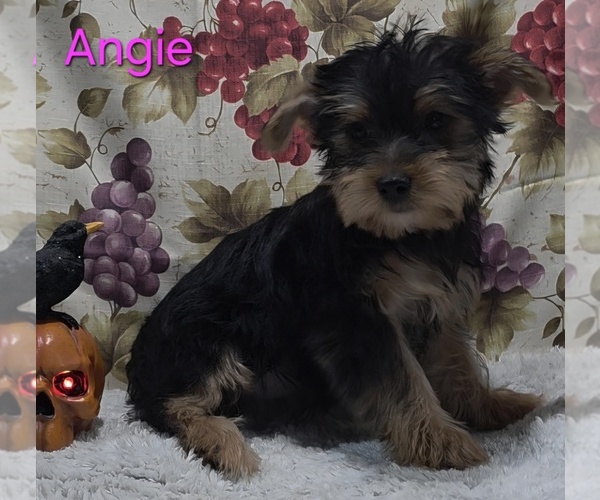 Medium Photo #1 Yorkshire Terrier Puppy For Sale in AZLE, TX, USA