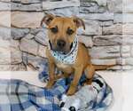 Small #1 Boxador