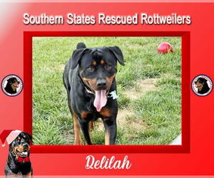 Rottweiler Dogs for adoption in White Hall, AR, USA