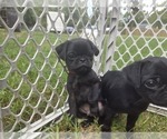 Small #1 Pug