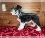 Small #2 Schnauzer (Miniature)