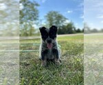 Puppy Mother Texas Heeler