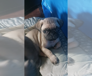 American Lo-Sze Pugg Litter for sale in CARLISLE, PA, USA